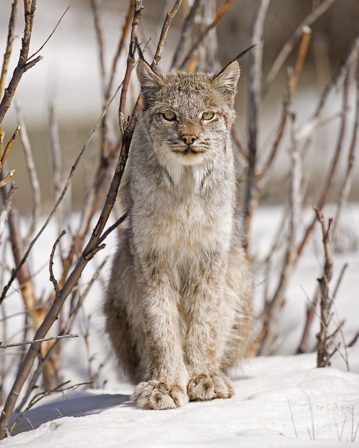 Denali National Park Photograph - Curious Lynx by Tim Grams