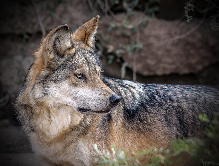 Curious Mexican Grey Wolf Photograph by Elaine Malott