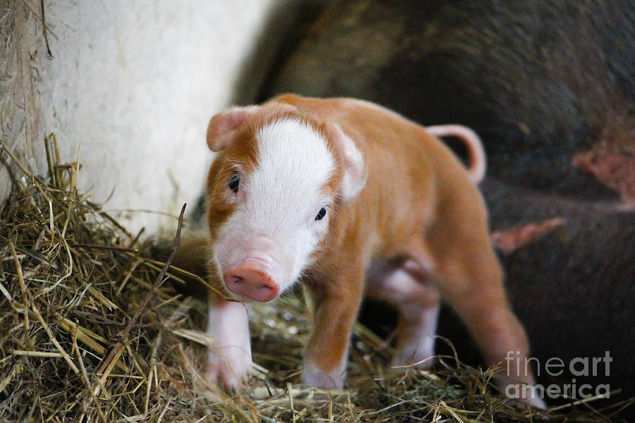 Pig Photograph - Curious Newborn by Rebecca Brooks