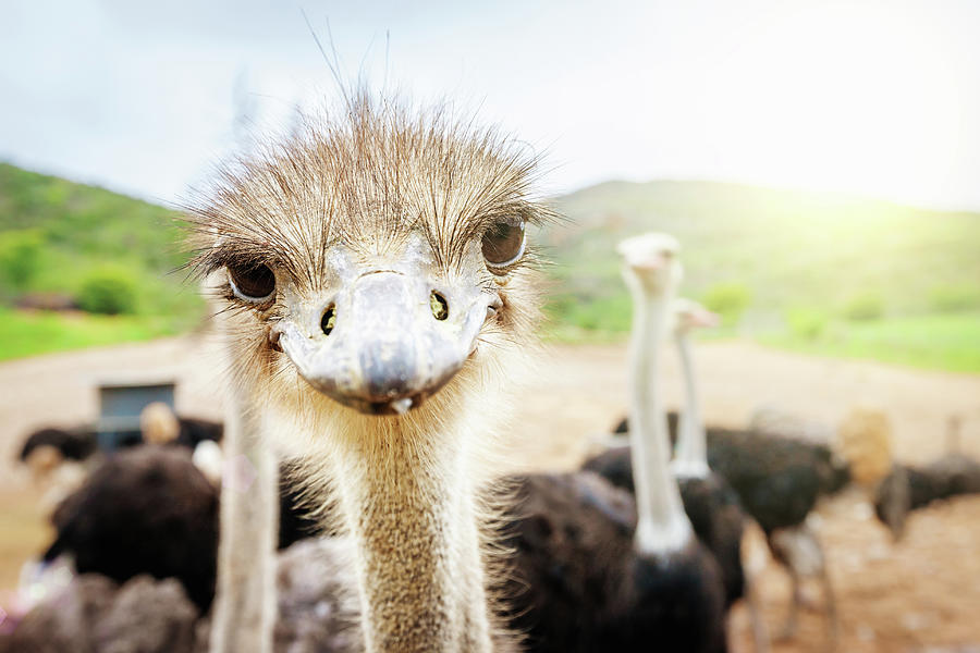 Curious Ostrich South Africa Photograph by Mlenny
