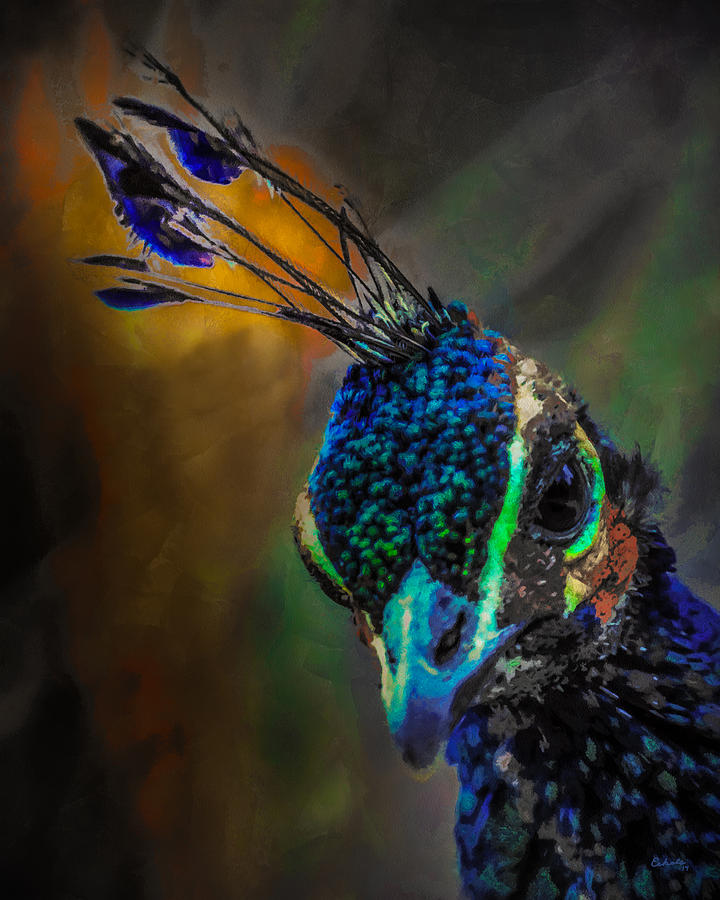 Curious Peacock  Digital Art by Ernest Echols