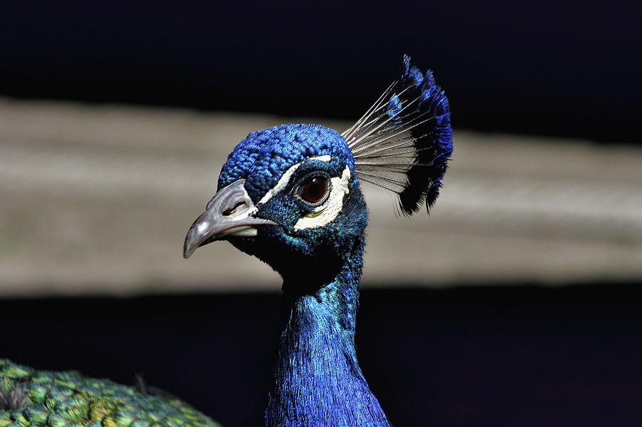 Curious Peacock Photograph by Richard Gregurich