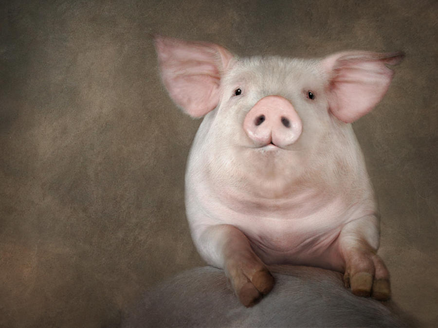 Curious Pig Photograph by Lori Deiter