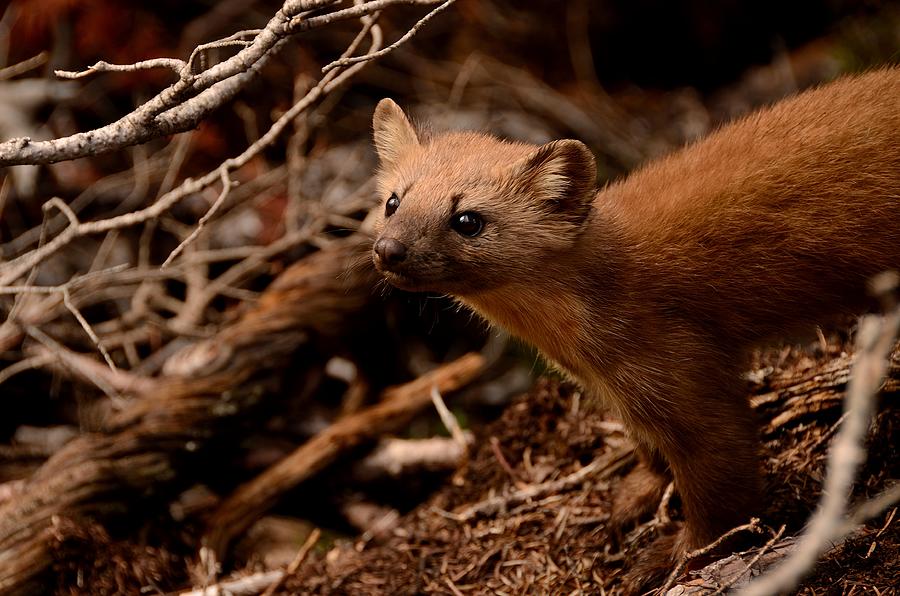 Curious Pine Marten Photograph by Tranquil Light Photography