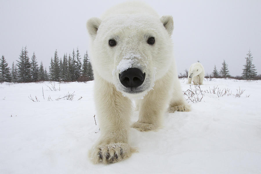 Curious Polar Bear Churchill Canada Photograph by Matthias Breiter