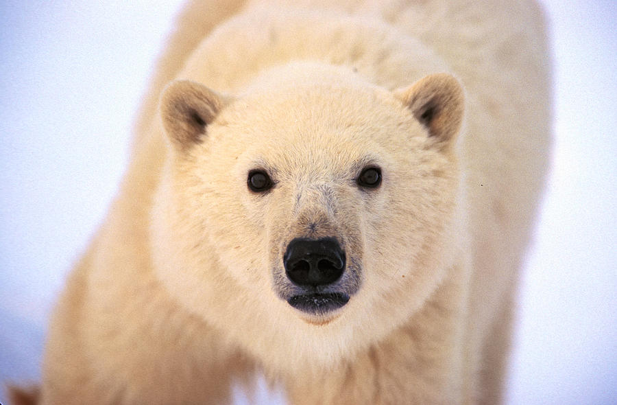 Curious Polar Bear Photograph by Randy Green