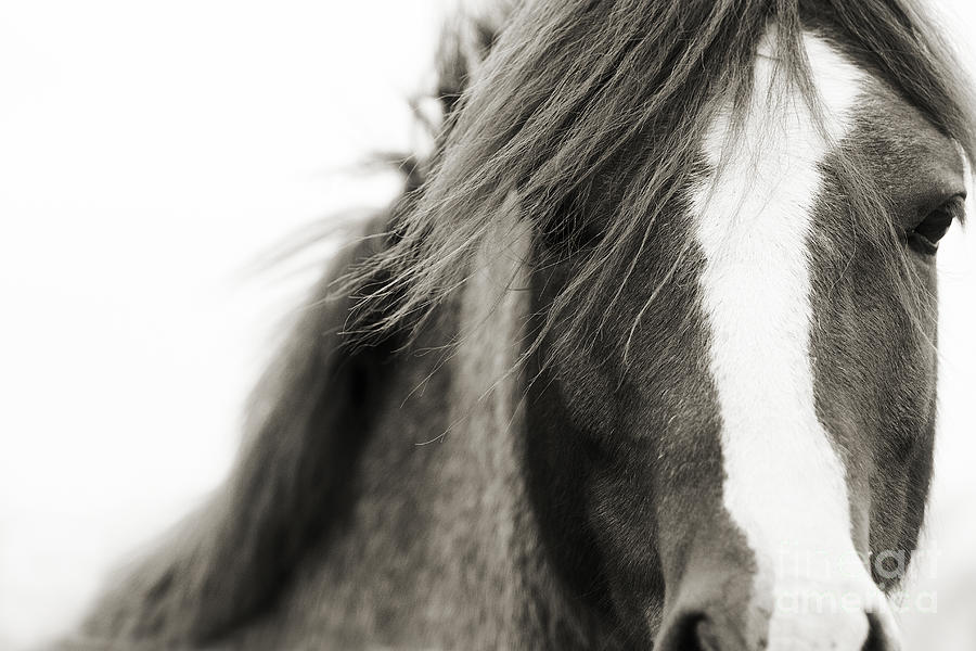 Black And White Photograph - Curious Pony by Stephanie Moon