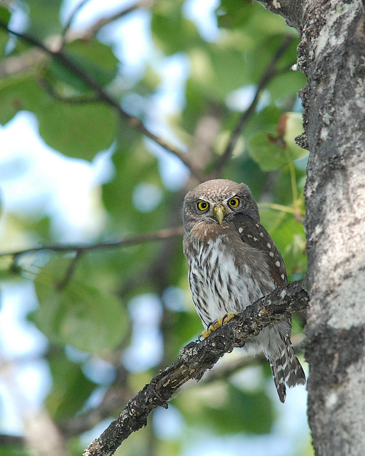 Curious Pygmy Owl by Jan Piet Curious Pygmy Owl by Jan Piet