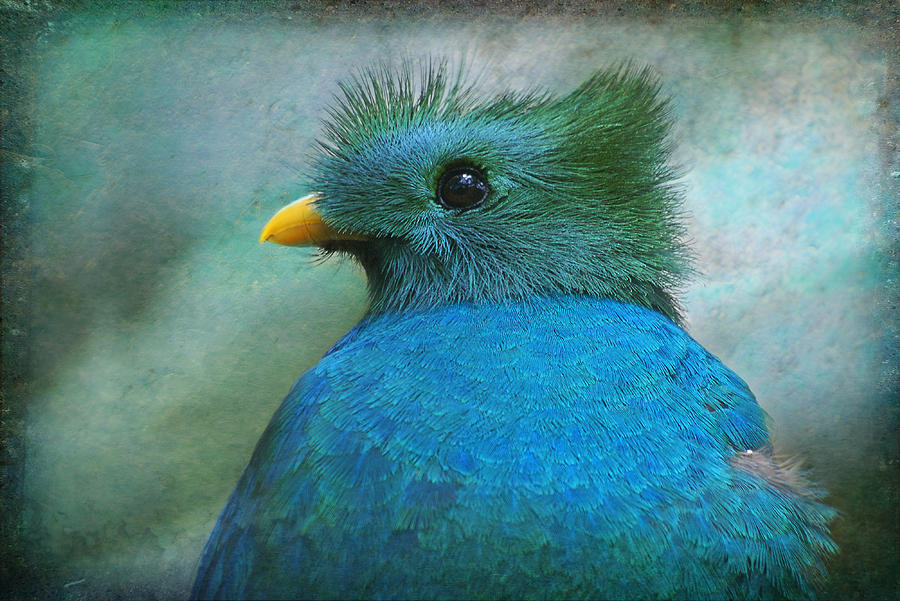 Curious Quetzal Pharomachrus mocinno Mixed Media by Perry Van Munster