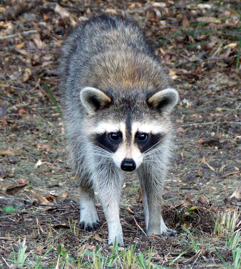 Curious Raccoon 1 Photograph by Sheri McLeroy