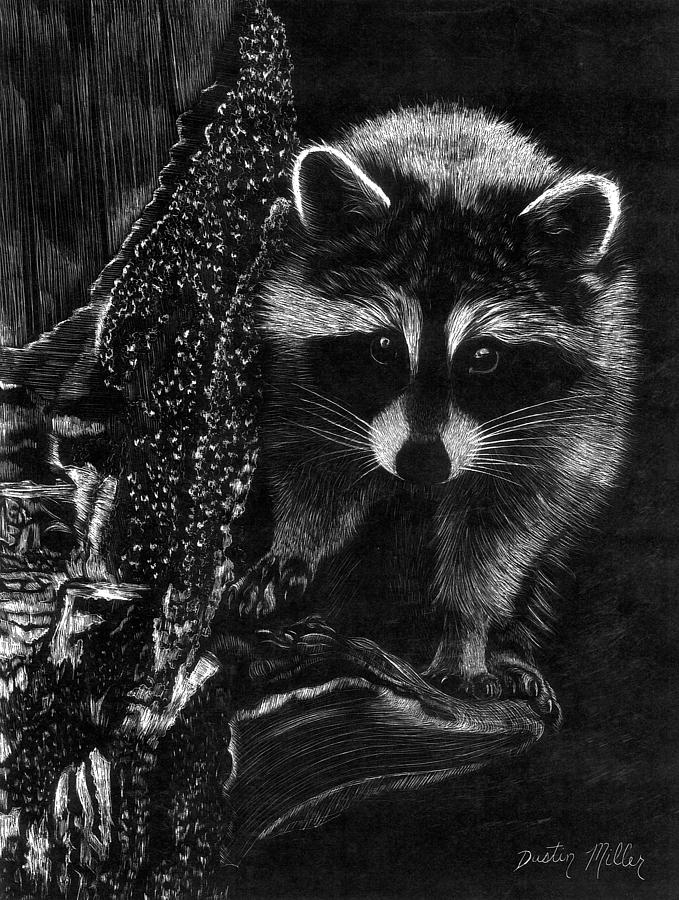 Original Raccoon Scratchboard Art