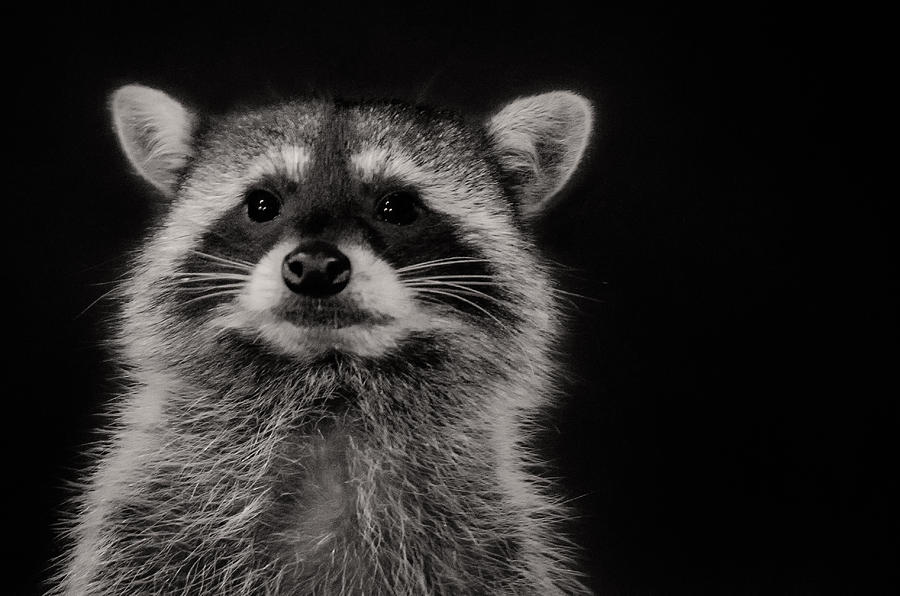 Curious Raccoon Photograph by Linda Villers