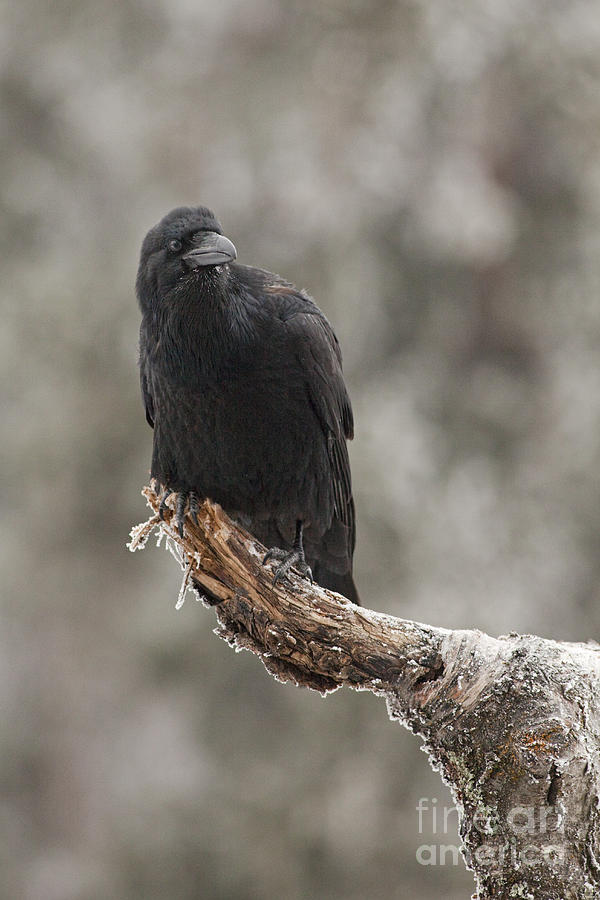 Curious Raven Photograph By Tim Grams Fine Art America