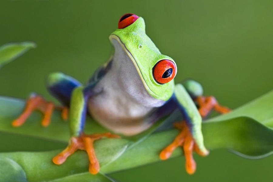 Curious Red-eyed Tree frog Photograph by Mark Kostich