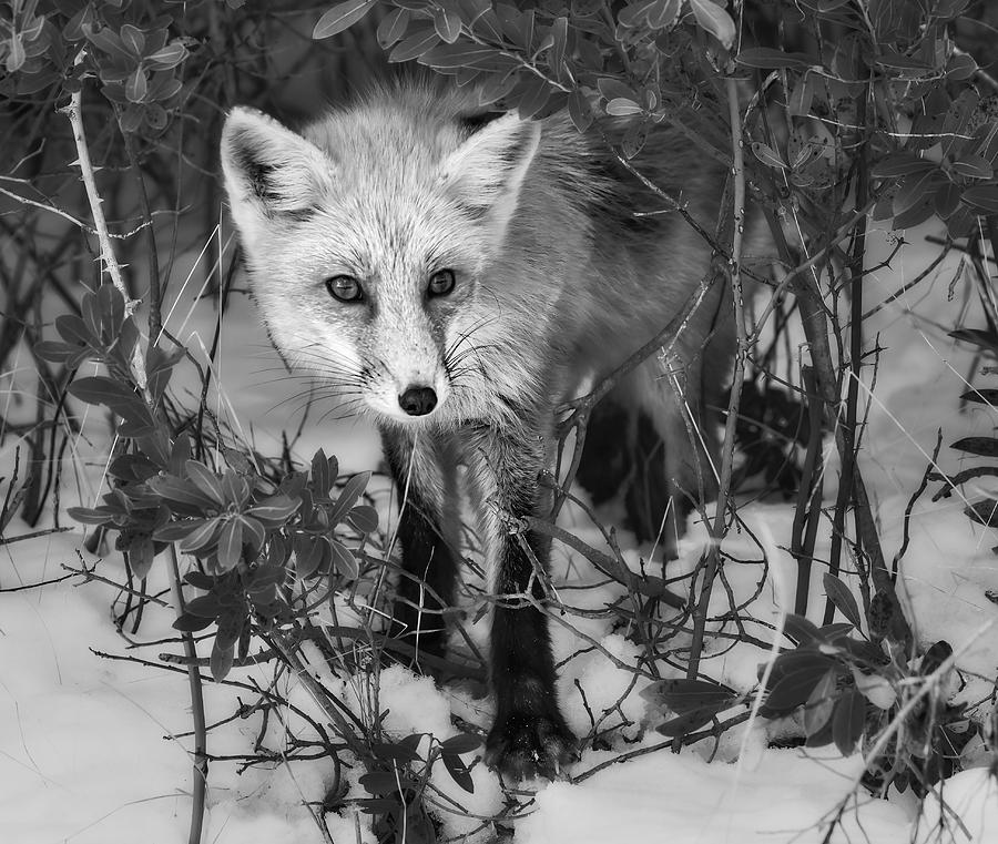 Curious Red Fox BW Photograph by Susan Candelario
