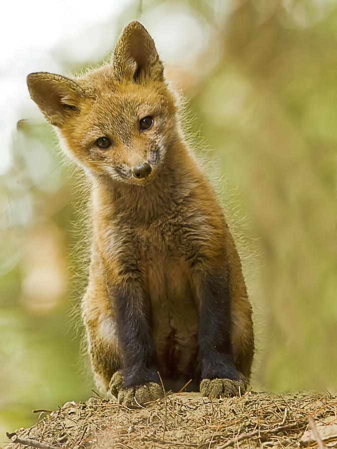 Curious Red Fox Kit Photograph by John Vose