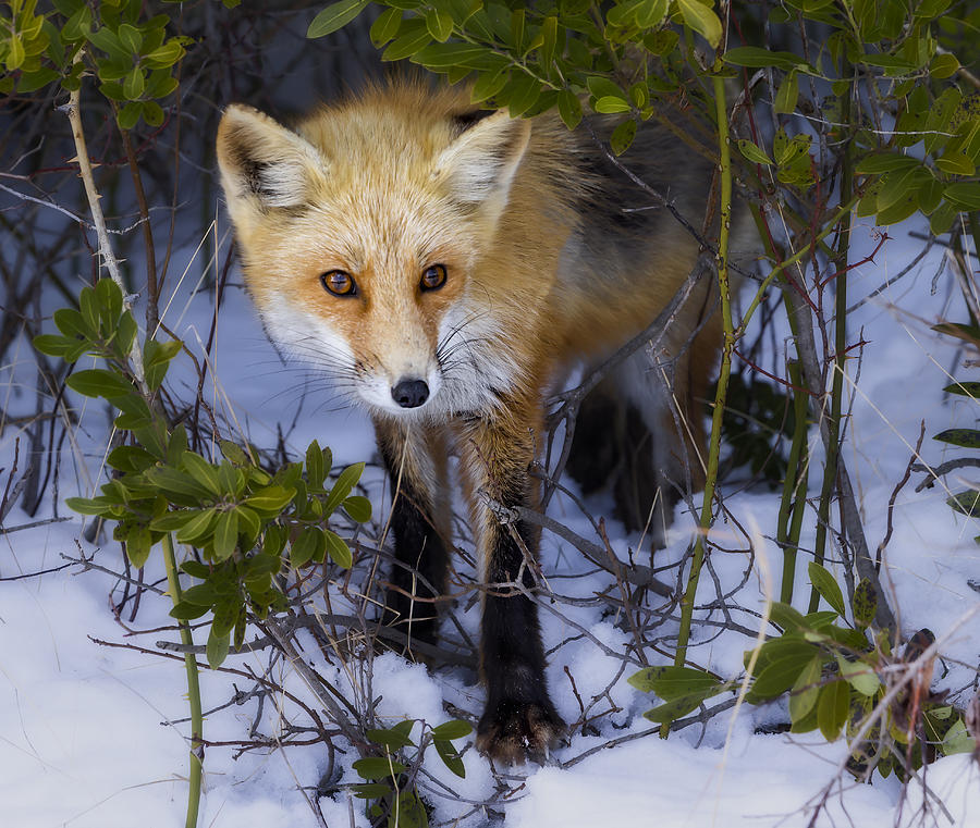 Curious Red Fox Photograph by Susan Candelario