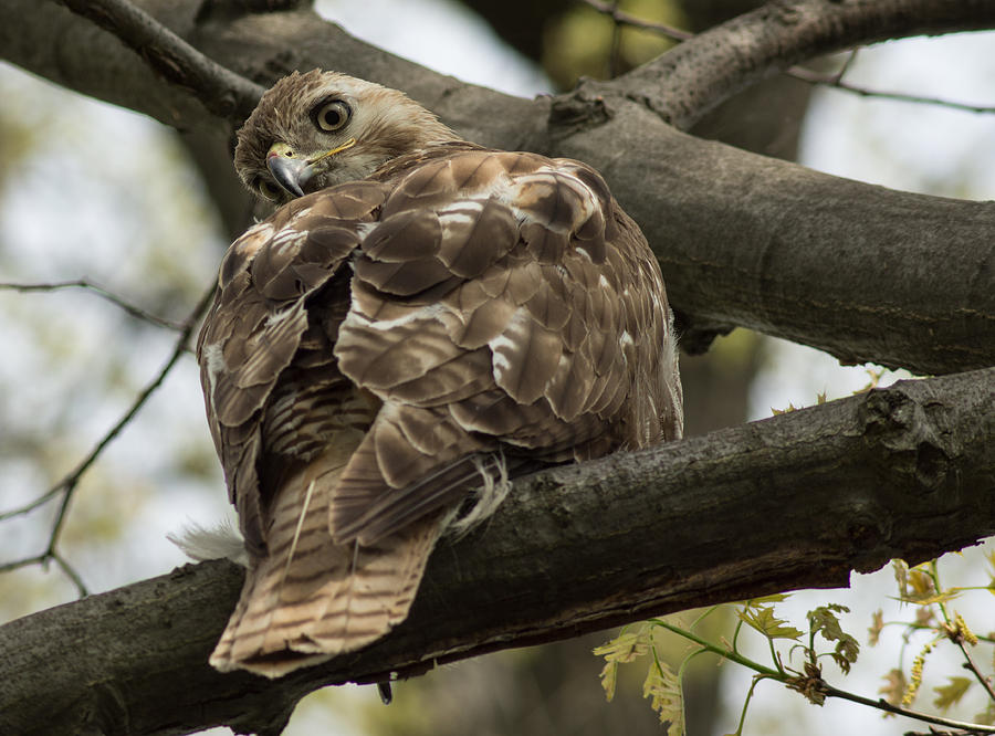 Curious Red Tail Hawk in the Spring Forest Photograph by Georgia Mizuleva