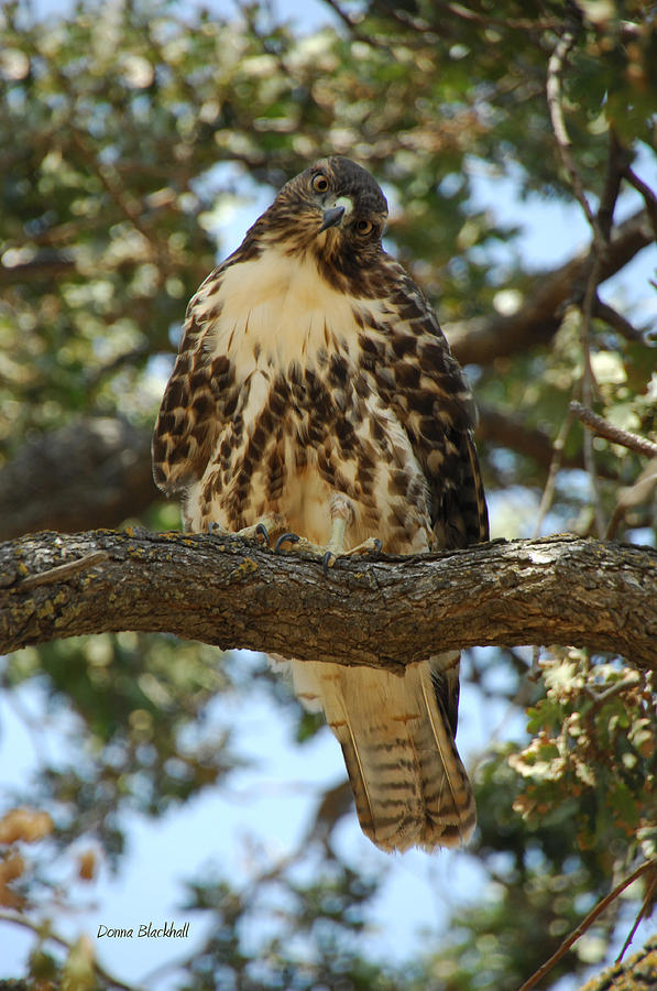 Hawk Photograph - Curious Redtail by Donna Blackhall