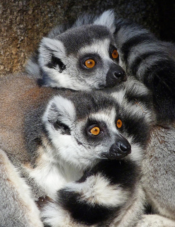 Curious Ring-tailed Lemur Friends Photograph by Margaret Saheed