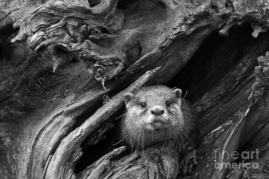 Curious River Otter Photograph by Inge Riis McDonald