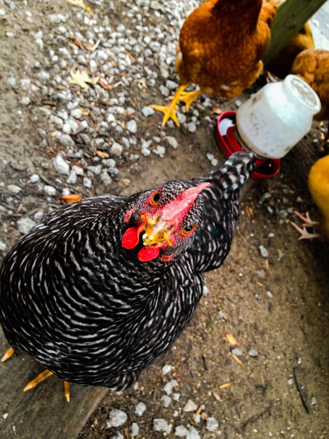 Rooster Photograph - Curious Rooster by Loretta Cassiano