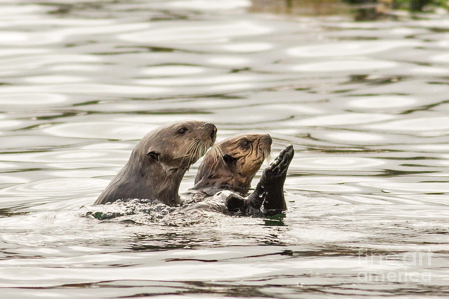 Curious Sea Otters in Monterey Photograph by Natural Focal Point Photography