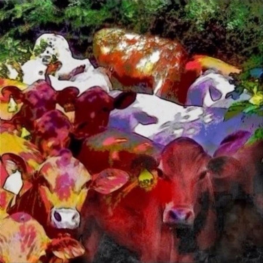 S Curious Senepol Cattle - Square Painting by Lyn Voytershark