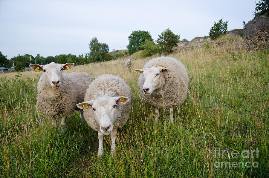 Curious Sheep Photograph