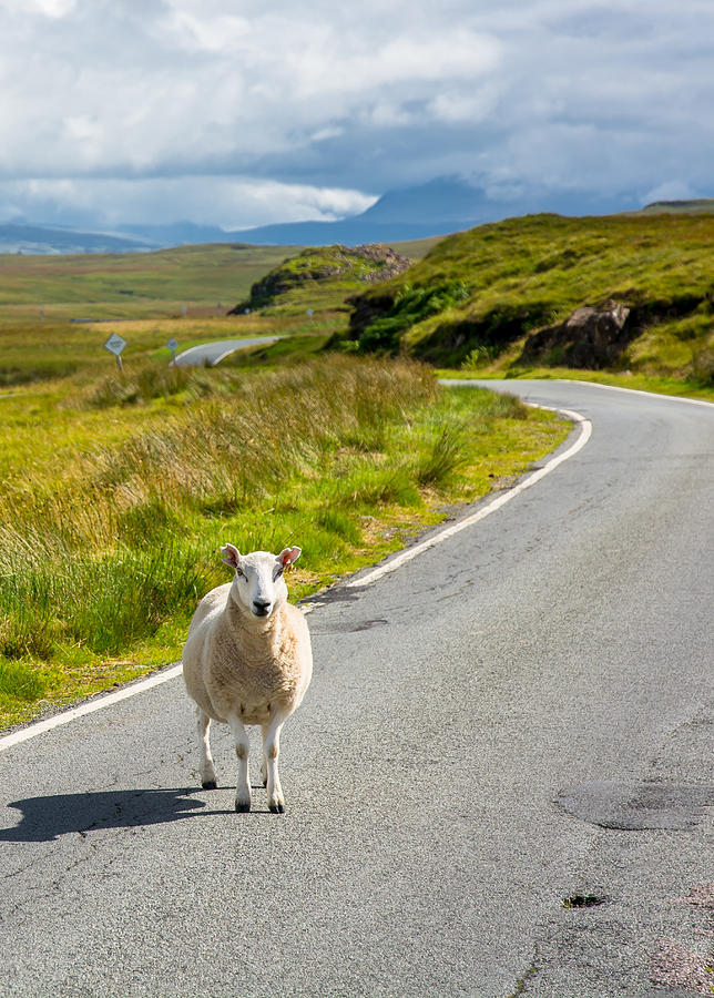Curious Sheep On Scottish Road Photograph by Andreas Berthold