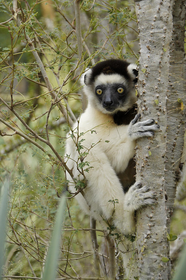 Curious Sifaka 1 Photograph by Michele Burgess