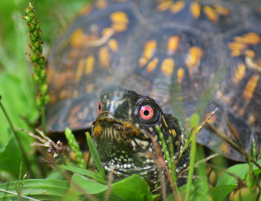 Curious Slider Photograph by Mary Zeman - Fine Art America