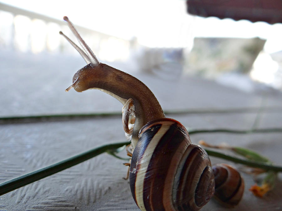 Animal Photograph - Curious Snail by Dark Whimsy