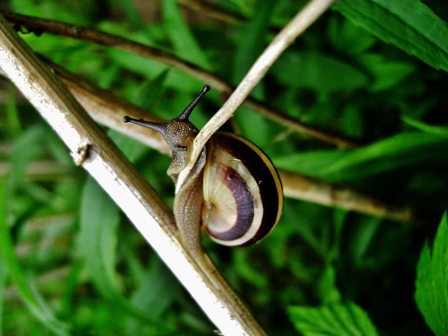 Wildlife Photograph - Curious Snail by Sarah Pemberton