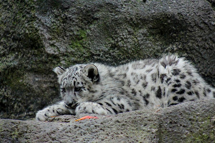 Curious Snow Leopard Cub Photograph by Ramabhadran Thirupattur
