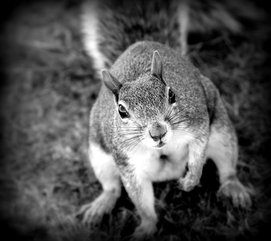 Curious Squirrel  Photograph by Aurelio Zucco