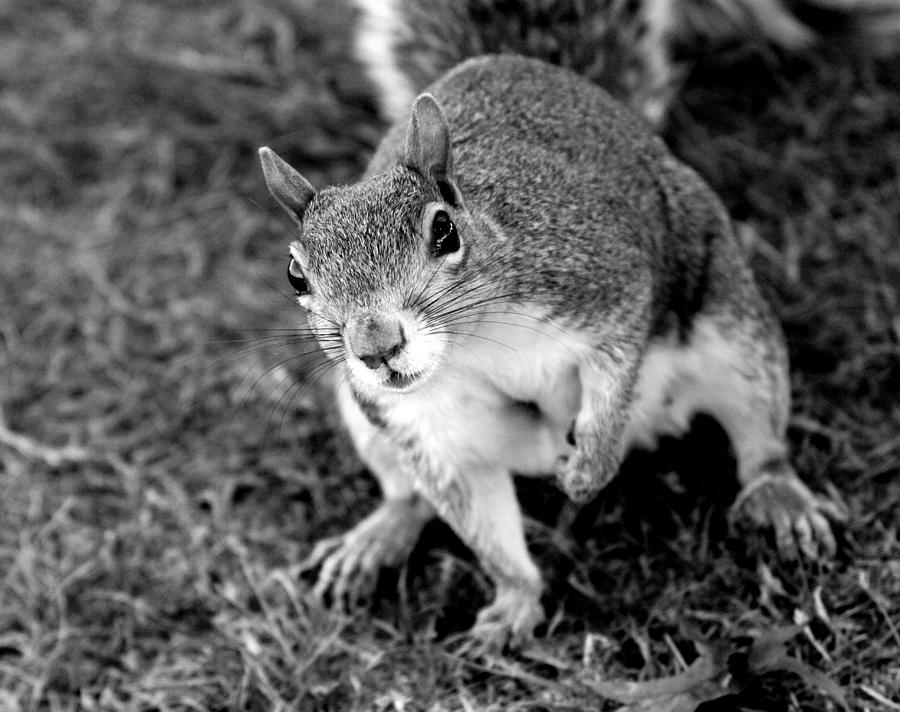 Curious Squirrel II Photograph