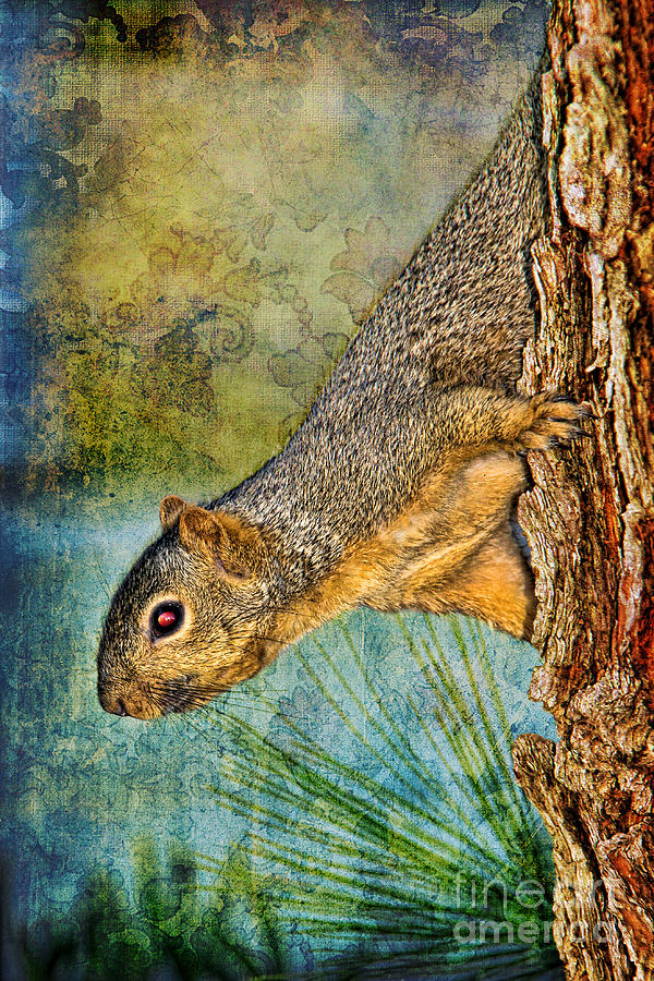 Curious Squirrel Photograph