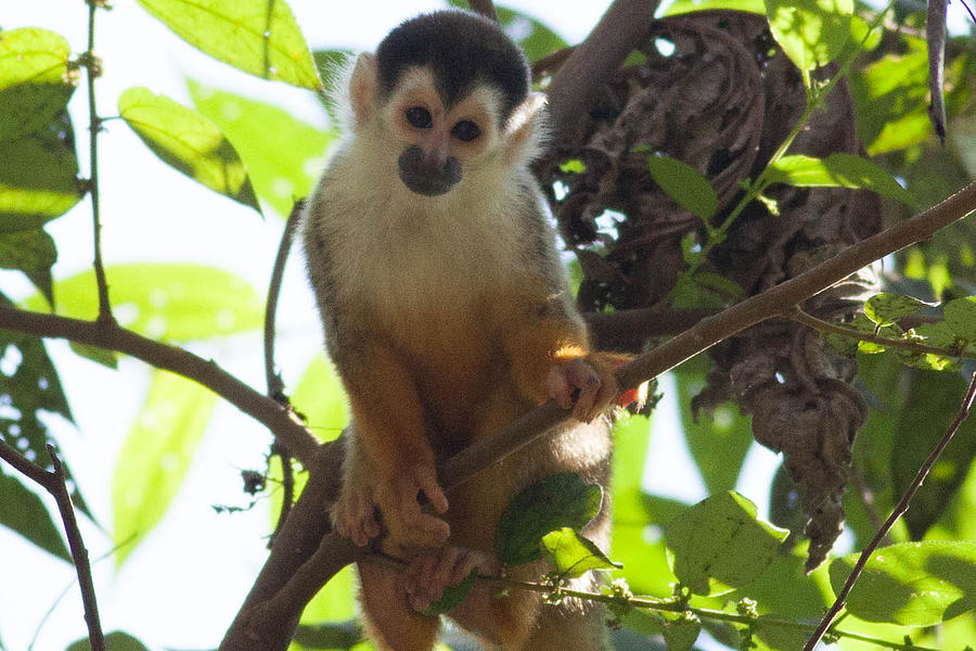 Curious Squirrel Monkey 2 Photograph by Natural Focal Point Photography