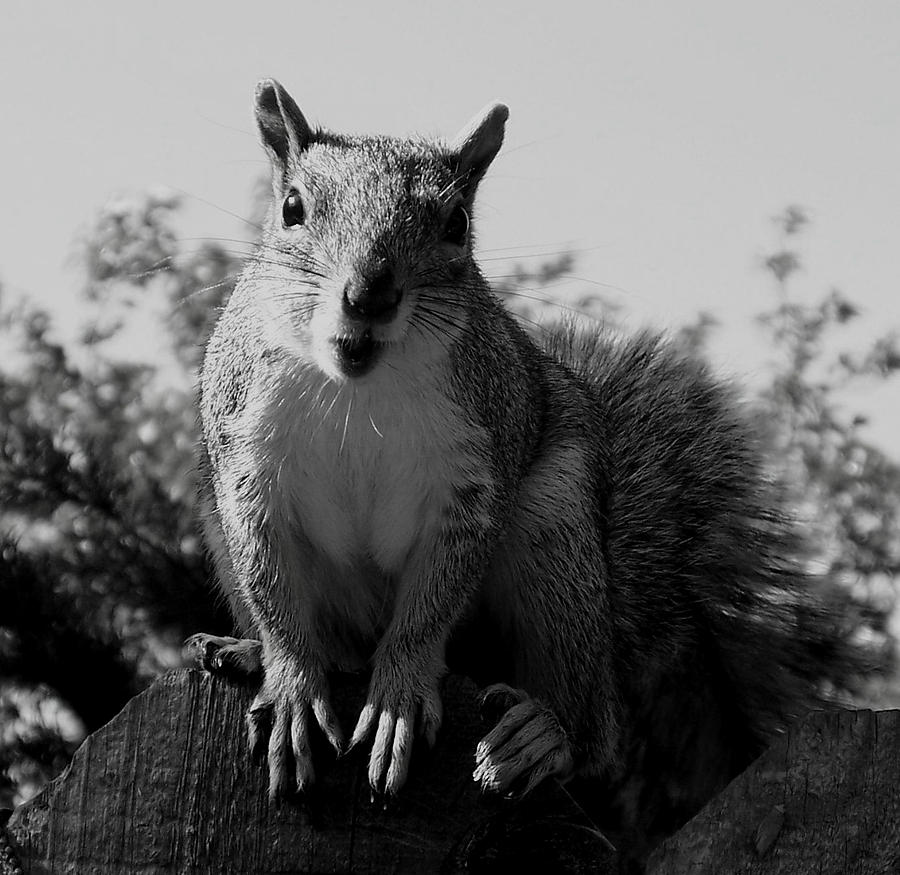 Animal Photograph - Curious Squirrel  by Shawn Brandon