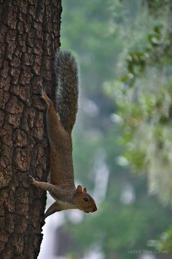 Curious Squirrel Photograph by Tara Potts