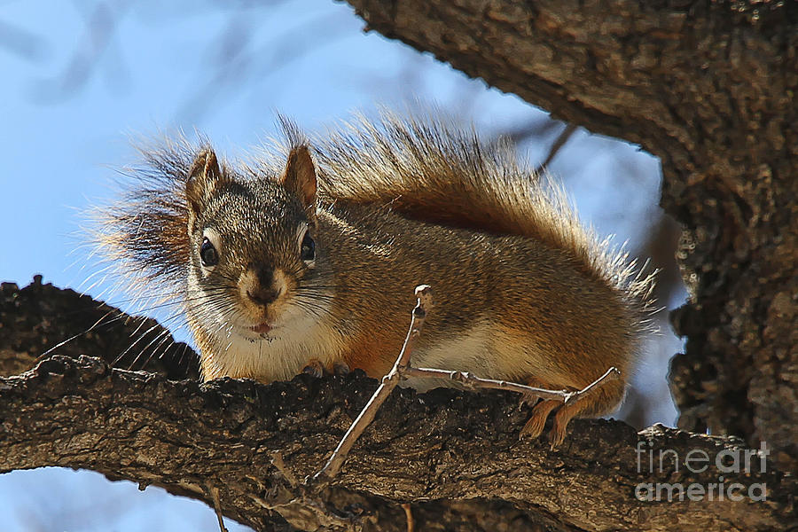 Curious Squirrel Photograph by Teresa Zieba