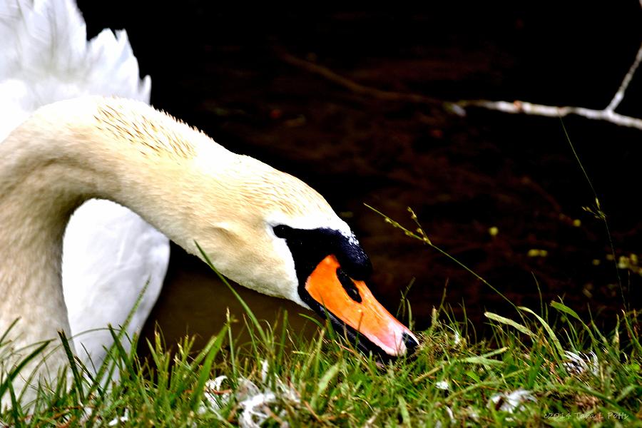 Curious Swan Photograph by Tara Potts