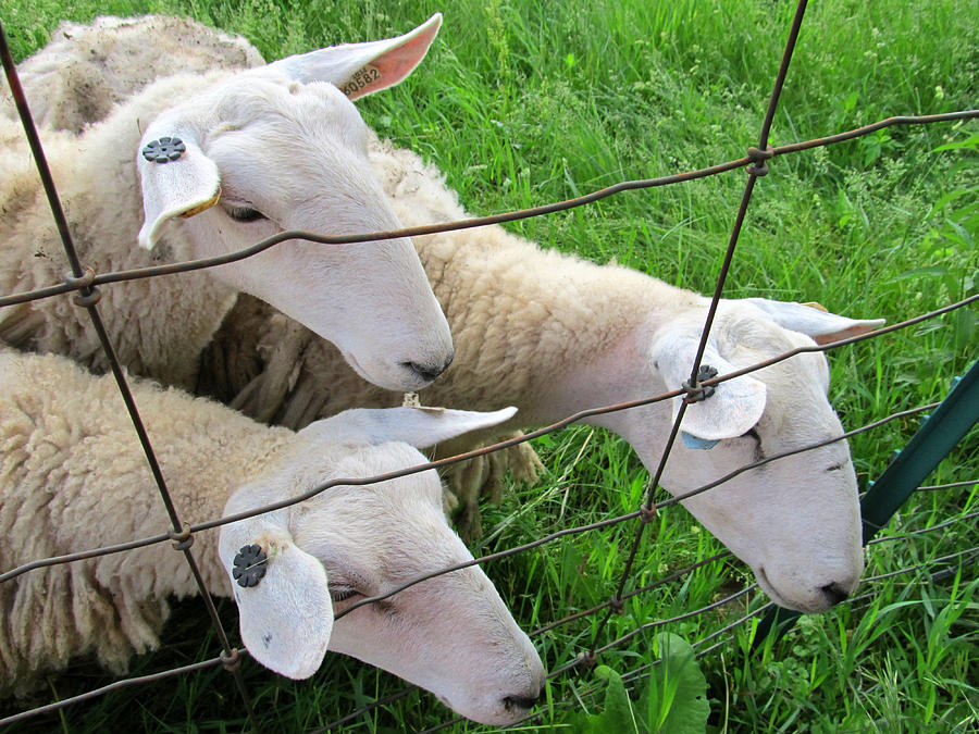 Sheep Photograph - Curious Three by Tina M Wenger