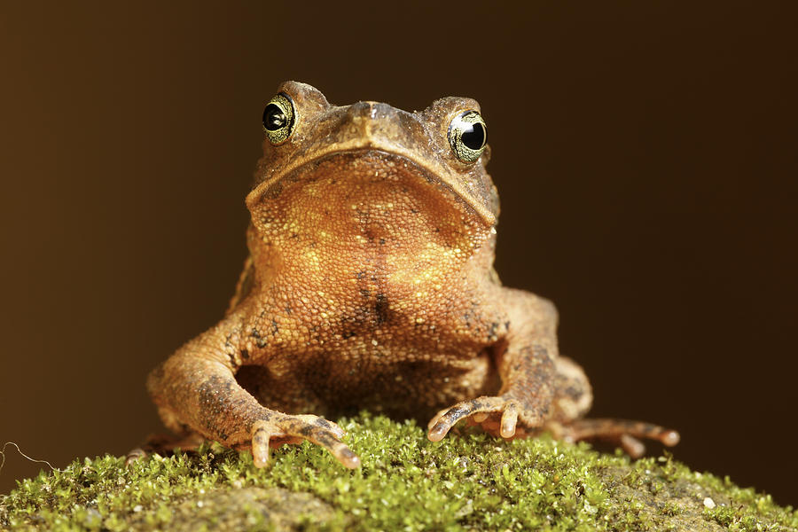 Frog Photograph - Curious toad by Dirk Ercken