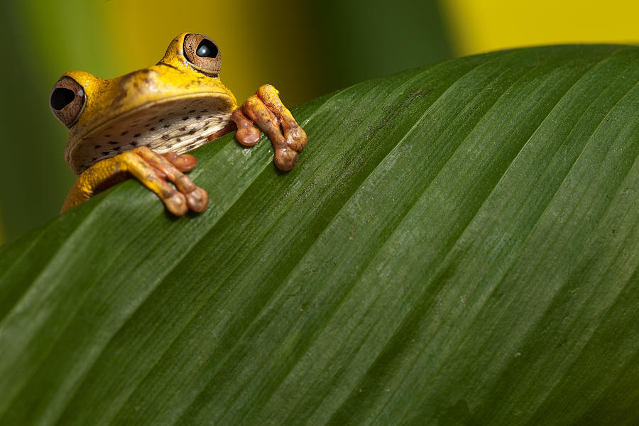 Curious Tree Frog Photograph by Dirk Ercken