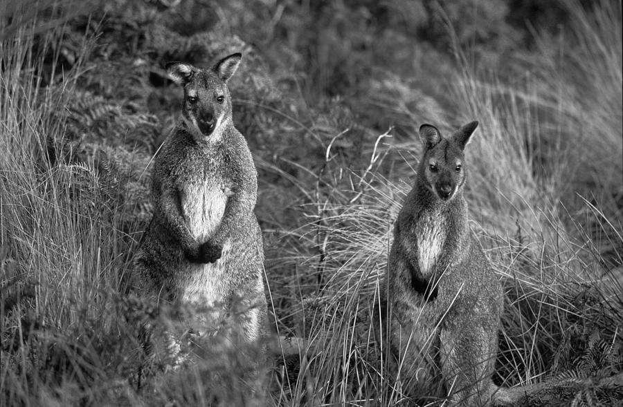 Black And White Photograph - Curious Wallabies by Sean Davey