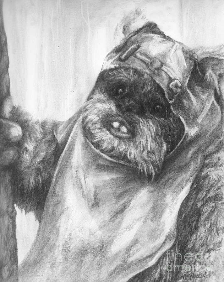 Curious Wicket Drawing by Meagan  Visser