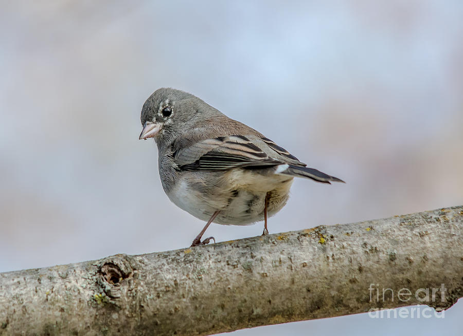 Curious Young Junco Photograph by Cheryl Baxter