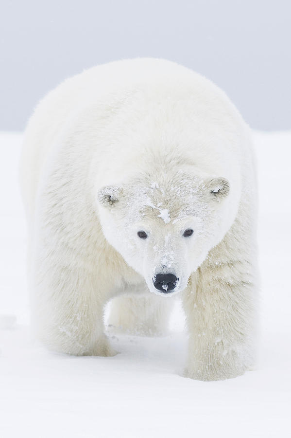 Fall Photograph - Curious Young Polar Bear Boar Walks by Steven Kazlowski
